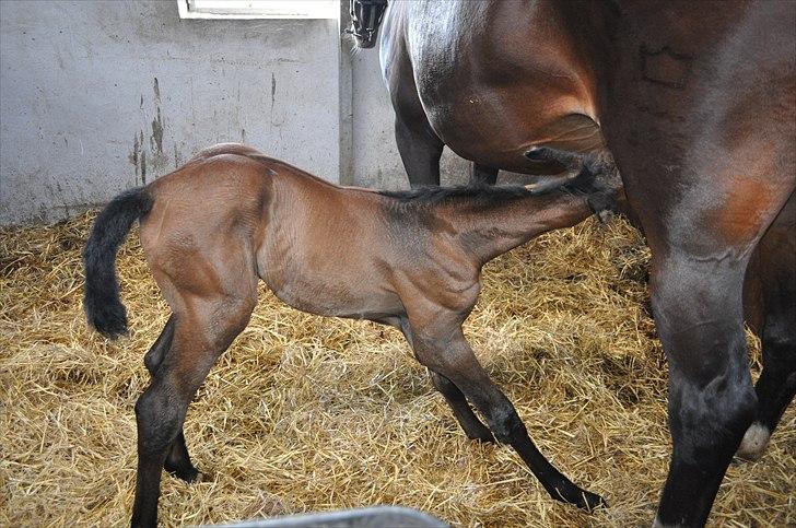 Dansk Varmblod Sølbecks Quisess - SÅ skal der spises..... billede 10