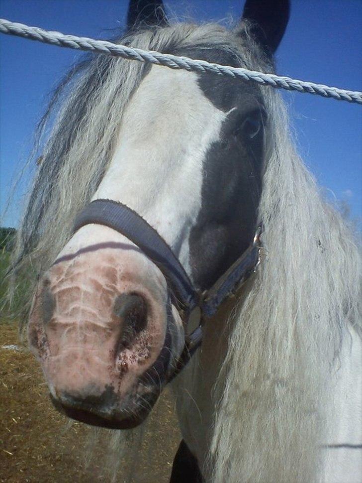 Tinker Oenghus Of Ireland (Rider) billede 2