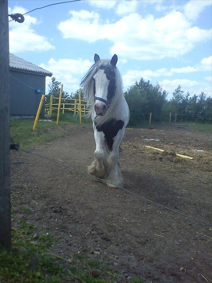 Tinker Oenghus Of Ireland (Rider) billede 3