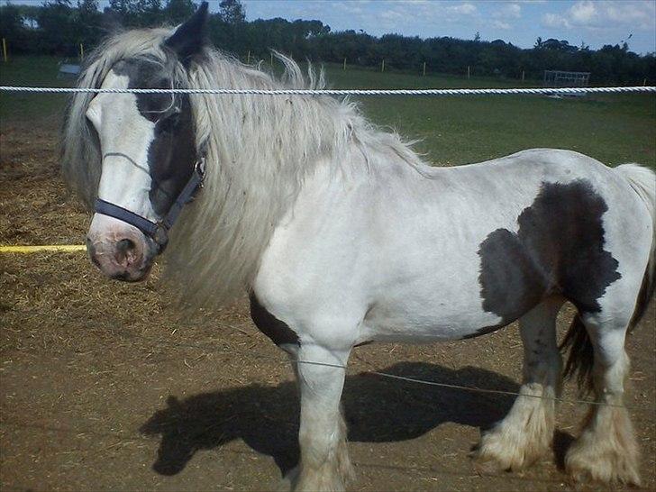 Tinker Oenghus Of Ireland (Rider) billede 4