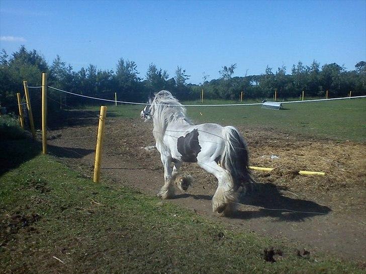 Tinker Oenghus Of Ireland (Rider) billede 5