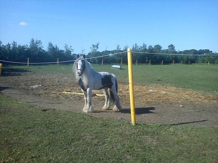 Tinker Oenghus Of Ireland (Rider) billede 6