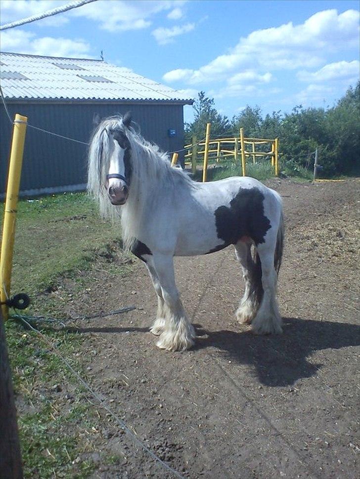 Tinker Oenghus Of Ireland (Rider) billede 7