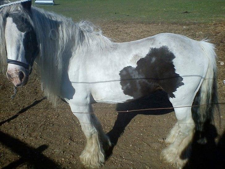 Tinker Oenghus Of Ireland (Rider) billede 8