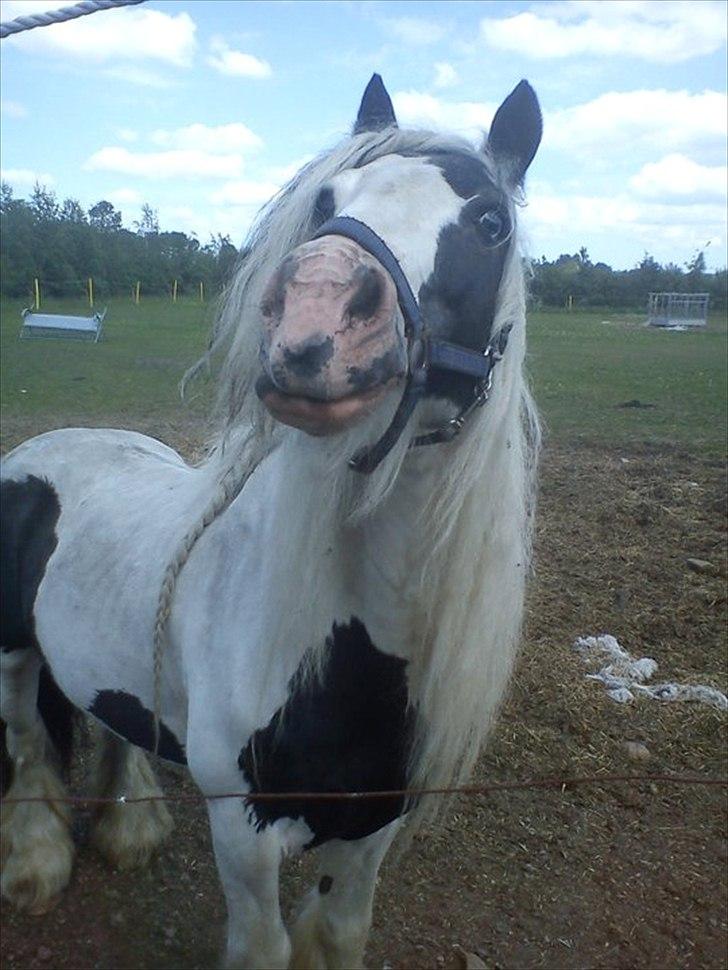 Tinker Oenghus Of Ireland (Rider) billede 9