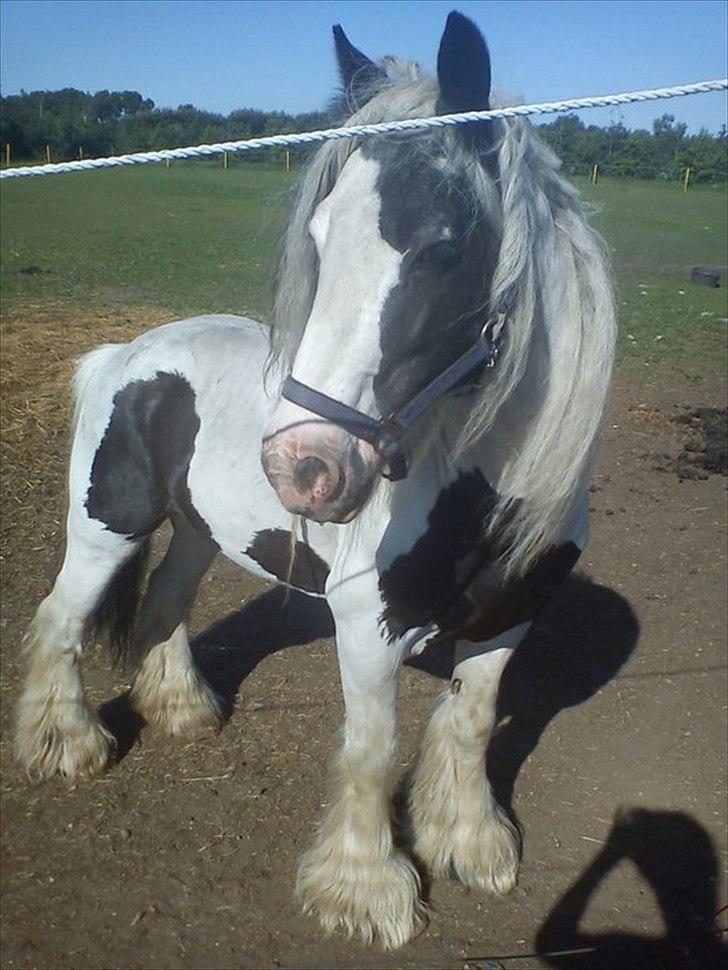 Tinker Oenghus Of Ireland (Rider) billede 10