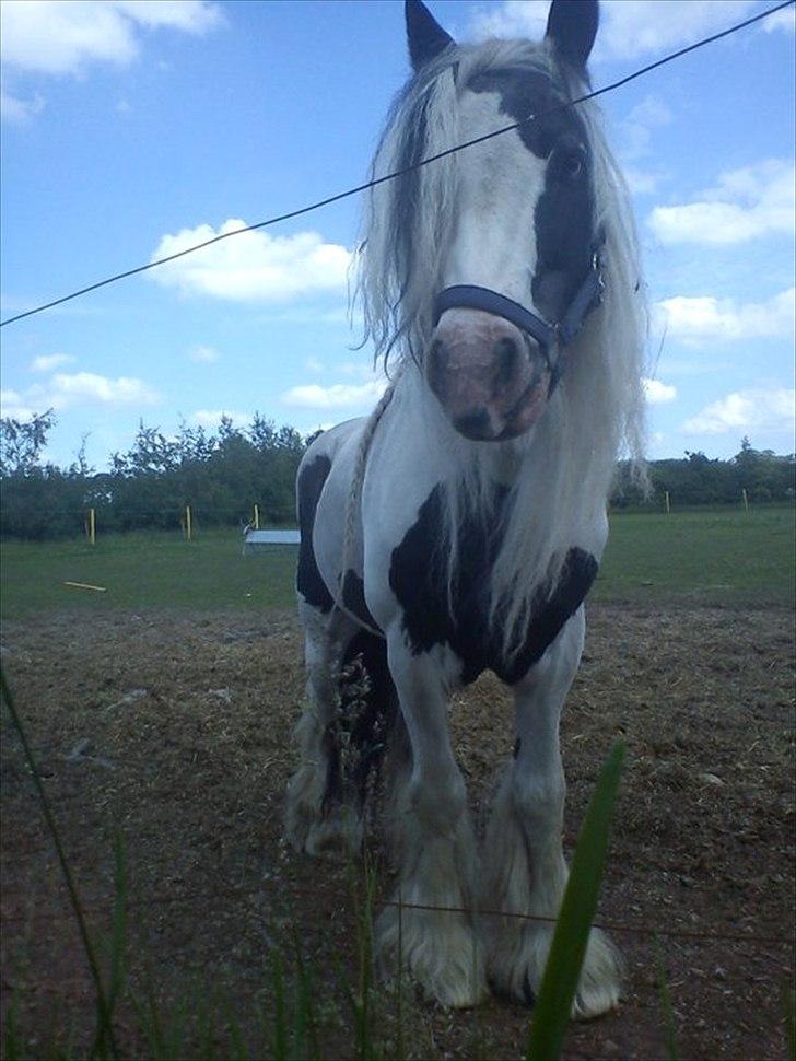 Tinker Oenghus Of Ireland (Rider) billede 11