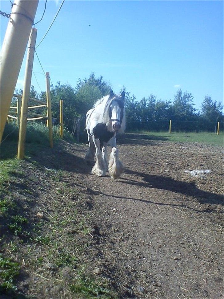 Tinker Oenghus Of Ireland (Rider) billede 12