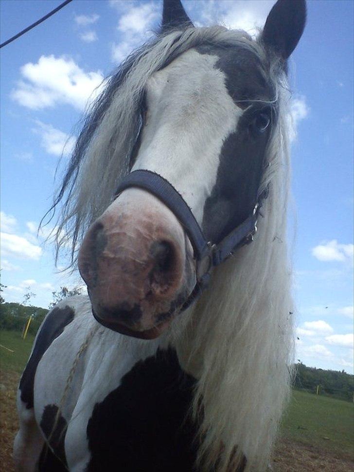 Tinker Oenghus Of Ireland (Rider) billede 13