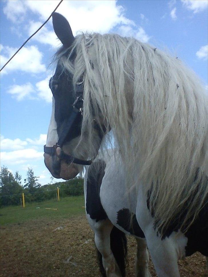 Tinker Oenghus Of Ireland (Rider) billede 14