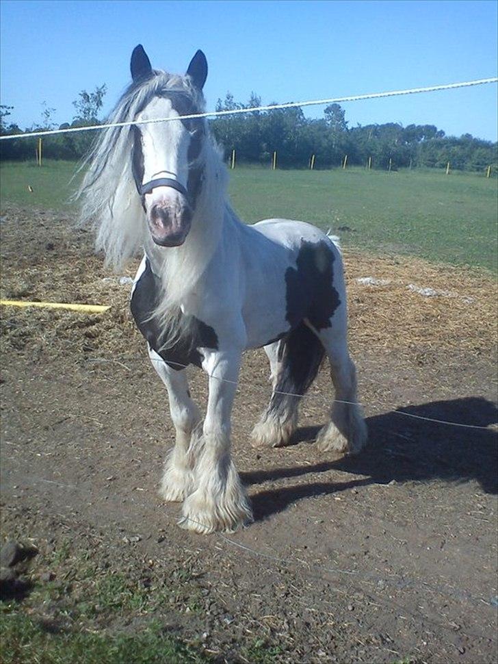 Tinker Oenghus Of Ireland (Rider) billede 15