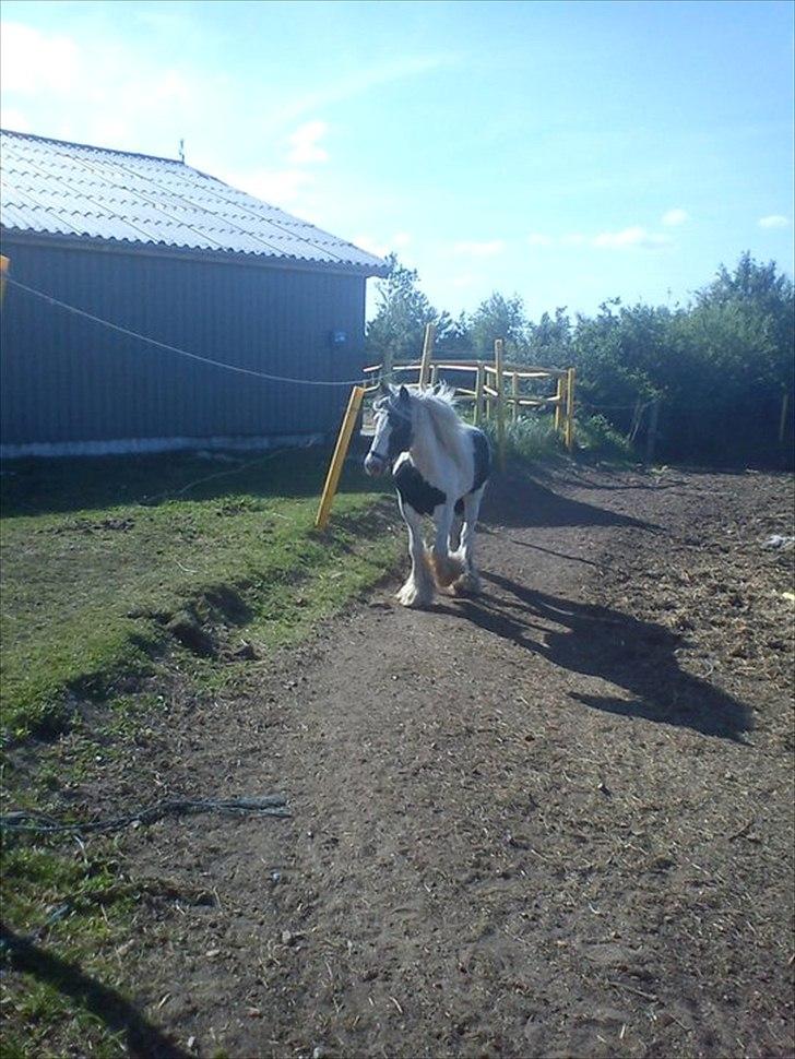 Tinker Oenghus Of Ireland (Rider) billede 16