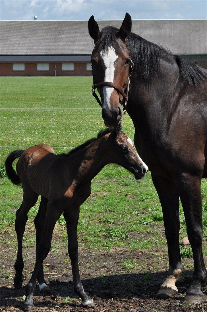 Dansk Varmblod Sølbecks Quisess - Sesse 8 timer gammel :O) billede 3