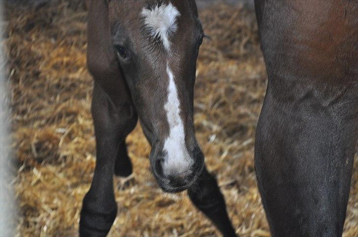 Dansk Varmblod Sølbecks Quisess - NEJ mine ben er IKKE skæve..... Sesse 4 timer gammel :O) billede 2