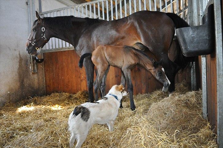 Dansk Varmblod Sølbecks Quisess - Moar - må den plyssede ting godt være herinde????? billede 11