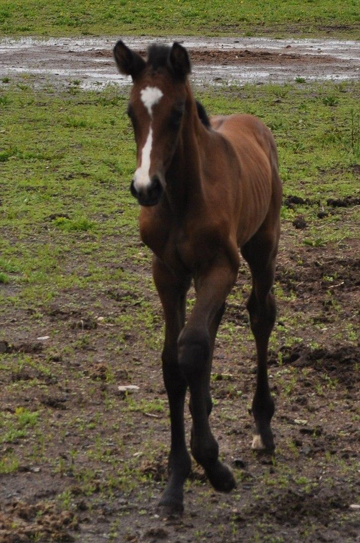 Dansk Varmblod Sølbecks Quisess - Velkommen til Quisess´ profil :O) billede 1