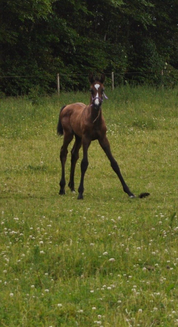 Dansk Varmblod Sølbecks Quisess - Der er ballade i mig..... billede 12