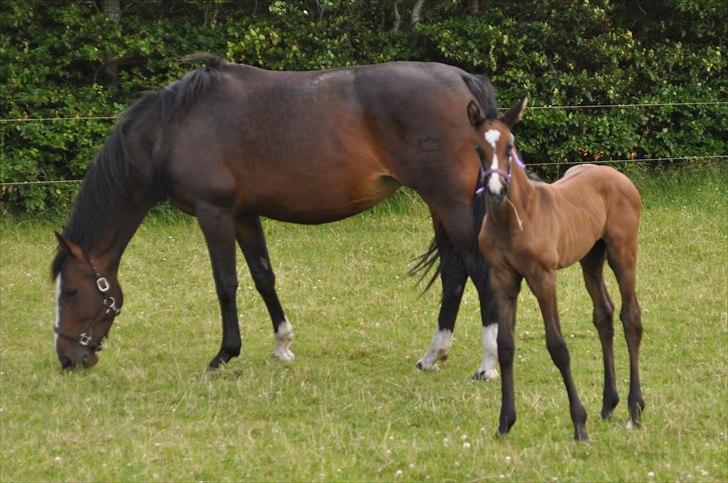 Dansk Varmblod Sølbecks Quisess billede 13