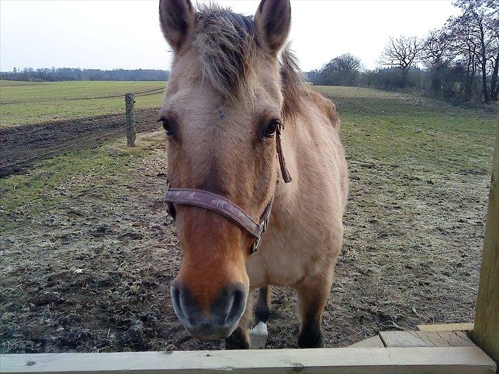 Anden særlig race Tikka - lige da vi fik tikka billede 7
