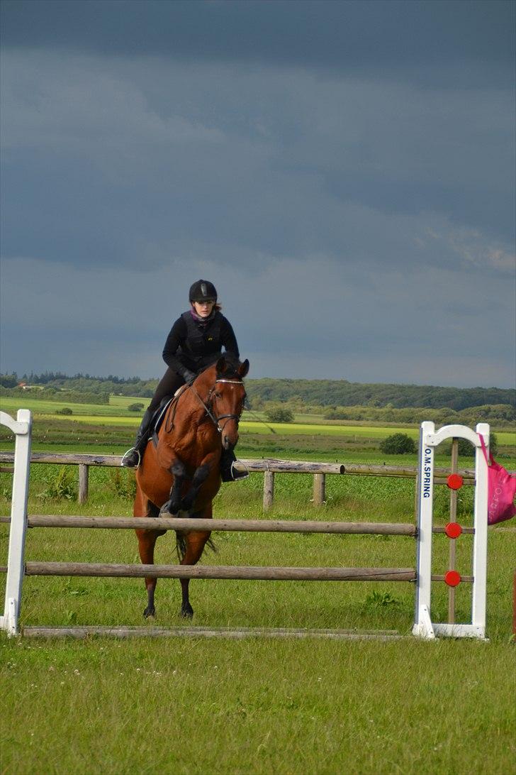 Anden særlig race Ronja  billede 16