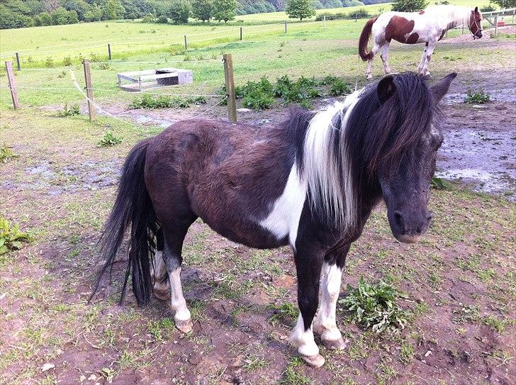 Anden særlig race ferdinand billede 15