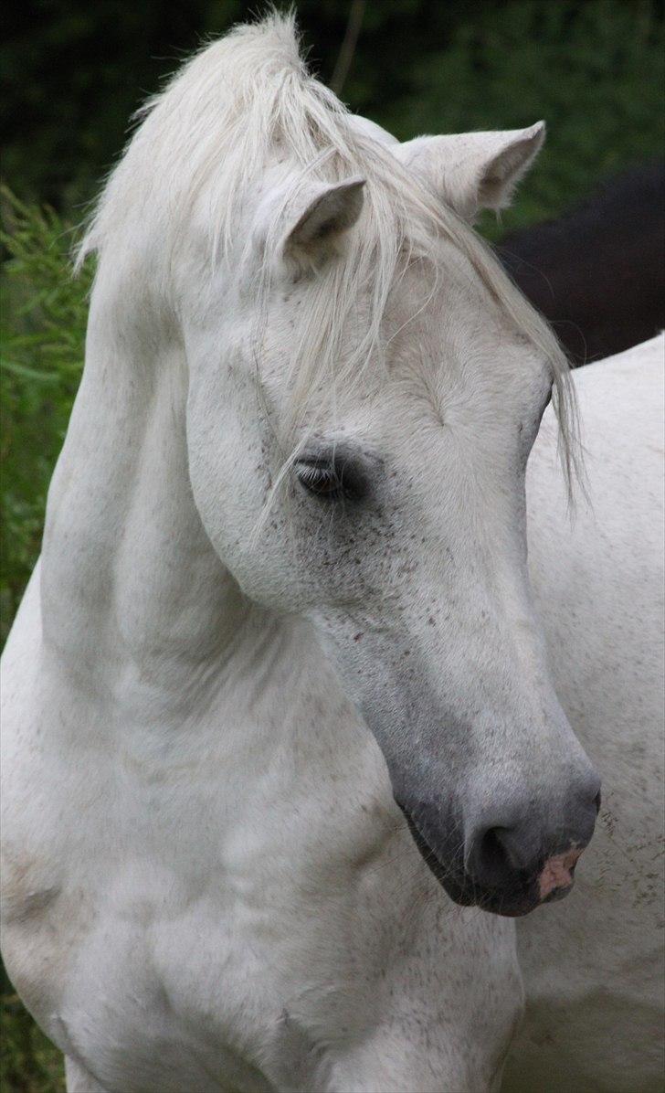Anden særlig race Hovgaards Happy Day billede 1