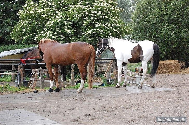 Anden særlig race laban/panda billede 4