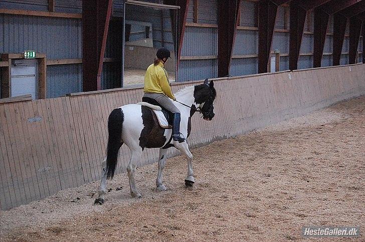 Anden særlig race laban/panda billede 5
