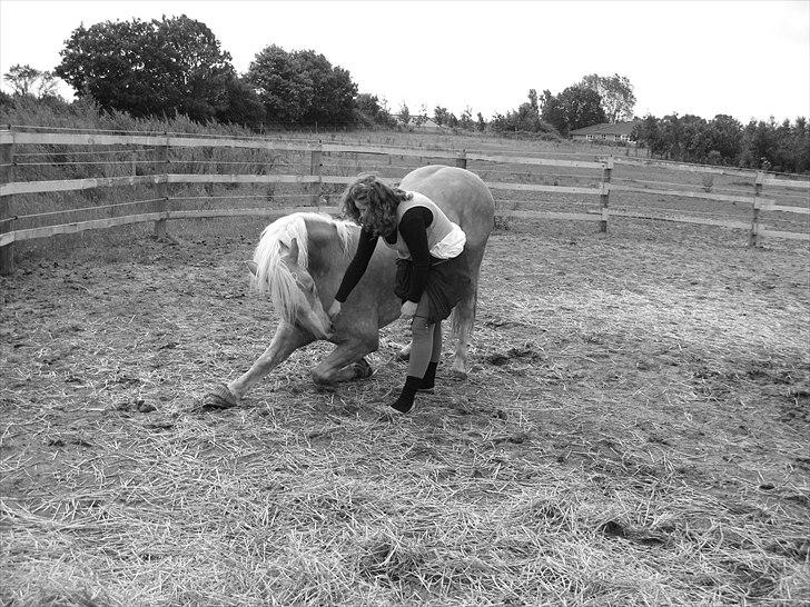 Haflinger Rico mit problembarn! R.I.I :,( !!!! - 15. 
lidt gentelman er der gemt dybt inde xD
foto: Mie billede 15