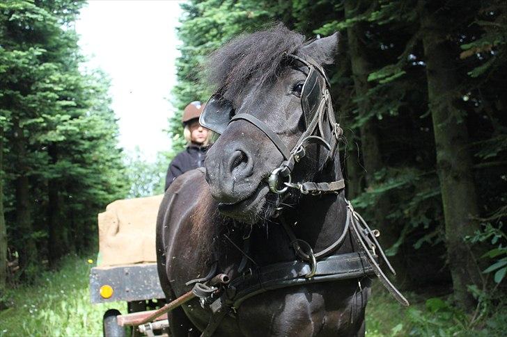 Shetlænder Myreton Orchid billede 4