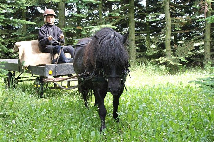 Shetlænder Myreton Orchid billede 10