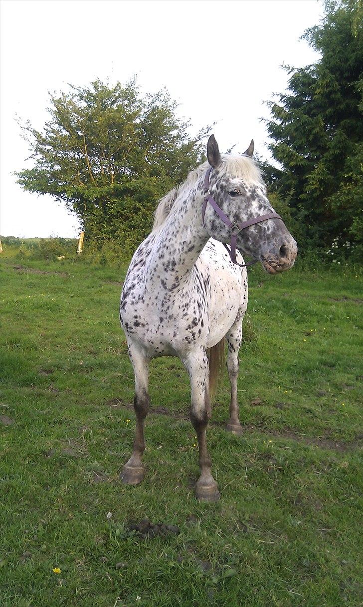 Knabstrupper Fregne  billede 2