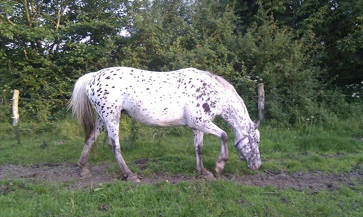 Knabstrupper Fregne  billede 3
