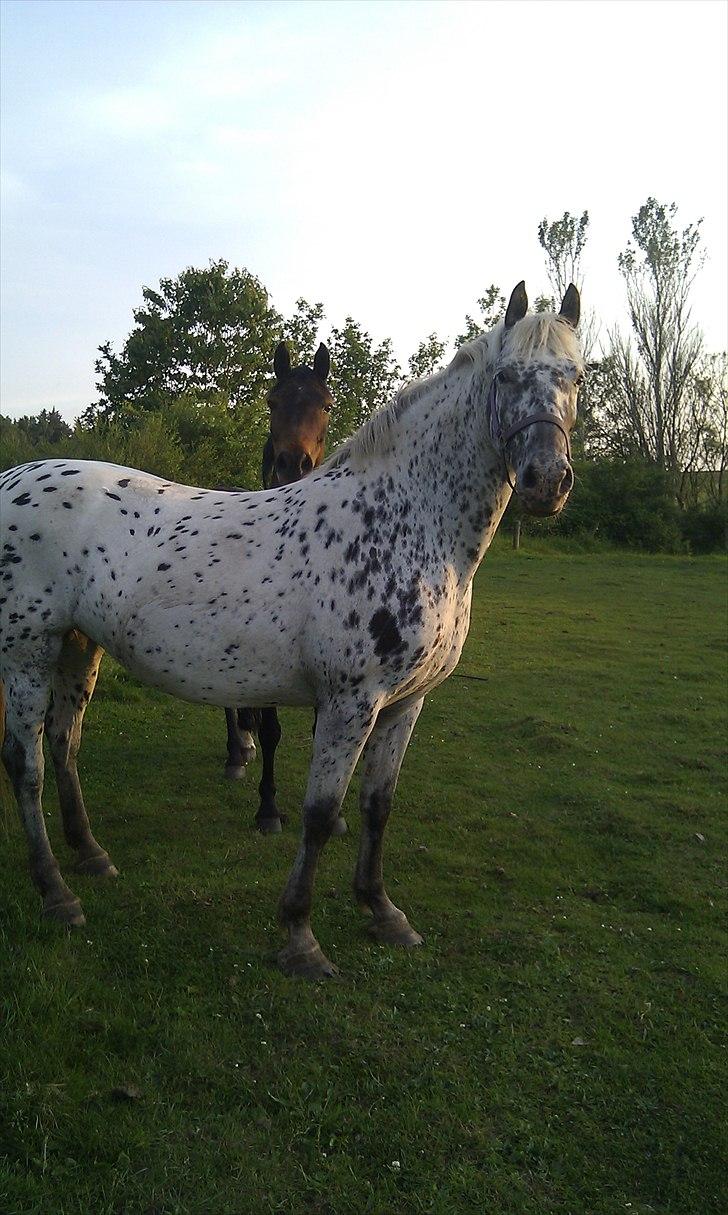 Knabstrupper Fregne  billede 5