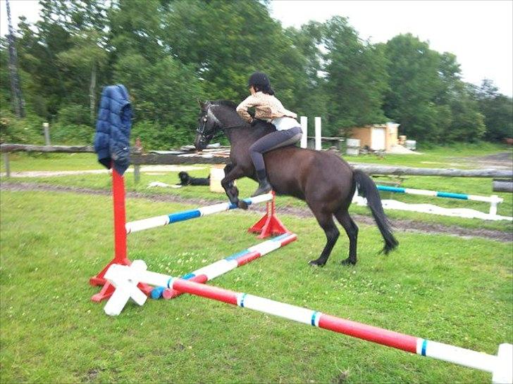 Anden særlig race maddox  billede 2