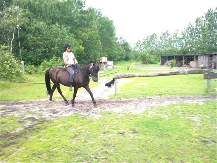 Anden særlig race maddox  billede 3