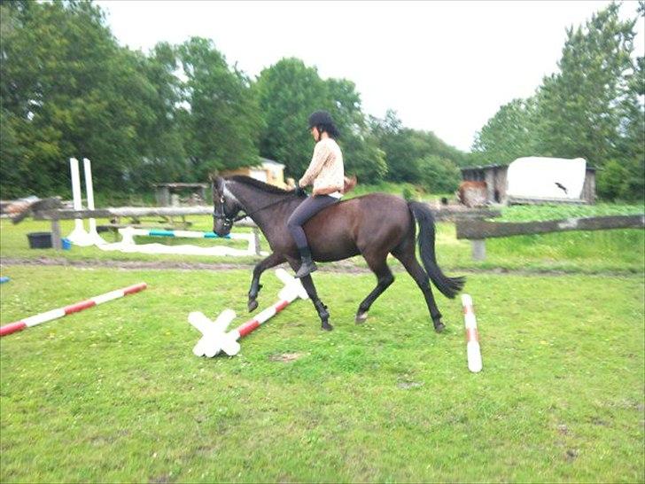 Anden særlig race maddox  billede 4