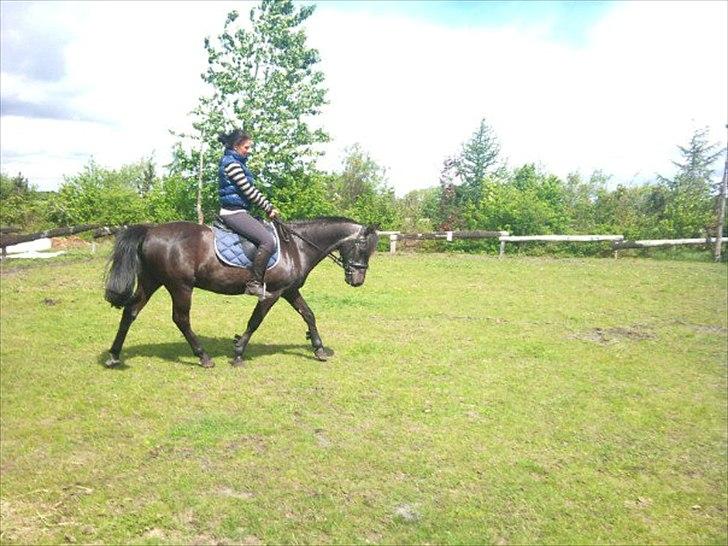 Anden særlig race maddox  billede 5