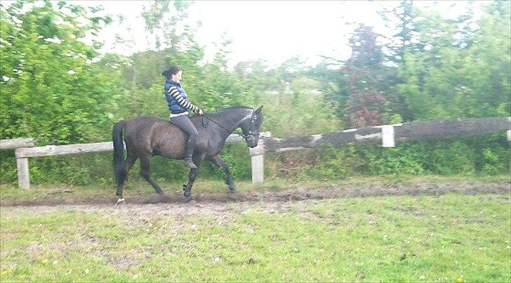 Anden særlig race maddox  billede 6