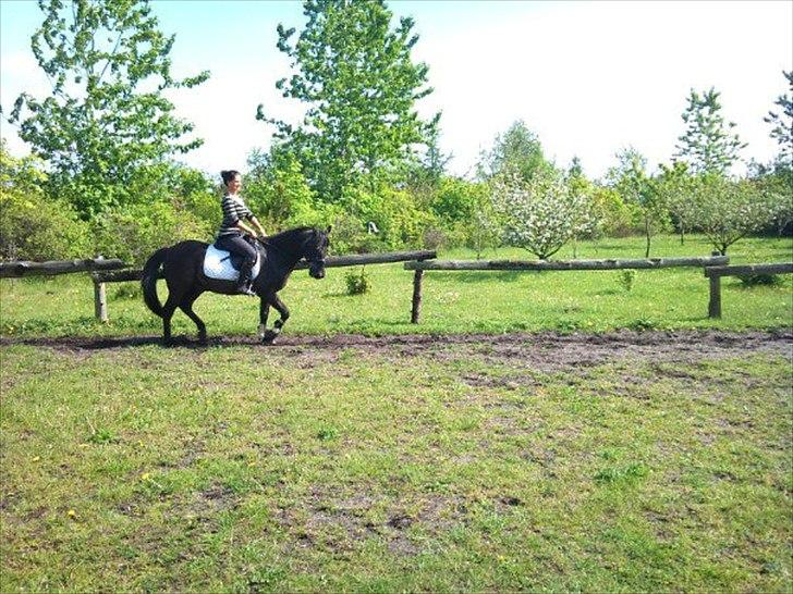 Anden særlig race maddox  billede 7