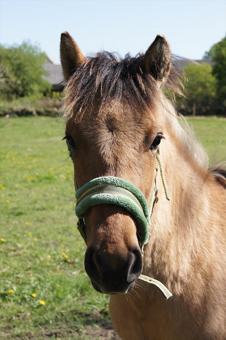 Anden særlig race Prinsesse Luna SOLGT billede 10