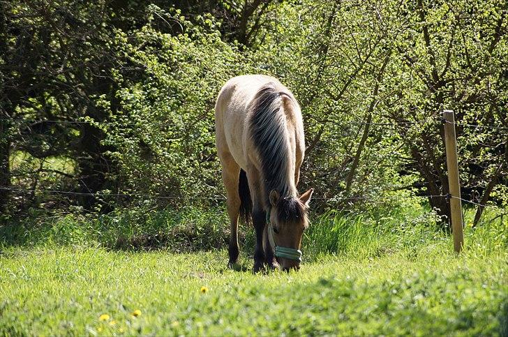 Anden særlig race Prinsesse Luna SOLGT billede 11