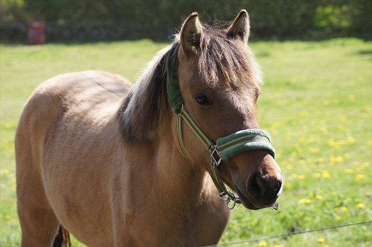 Anden særlig race Prinsesse Luna SOLGT billede 9