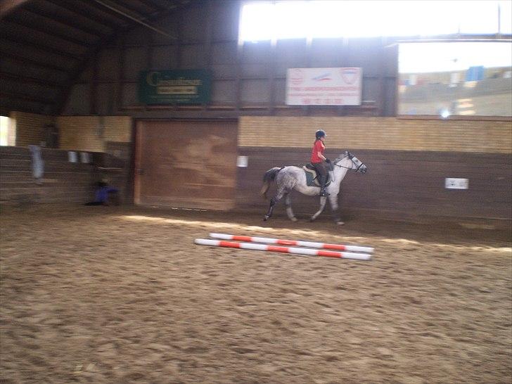 Anden særlig race Cirkeline *Tøsen/Cikke* *Elevpony* (Har redet) - Trav  billede 8