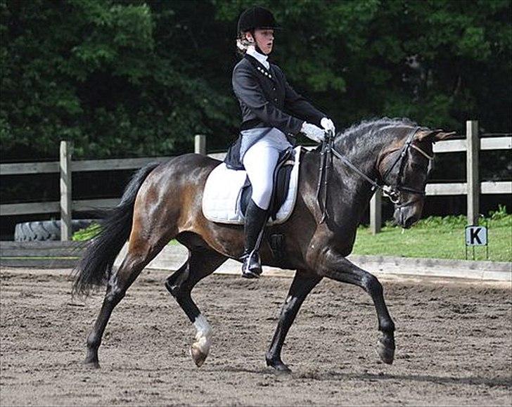 New Forest Elmholts Education A-pony (solgt) - Foto: Caroline Aarosin billede 10