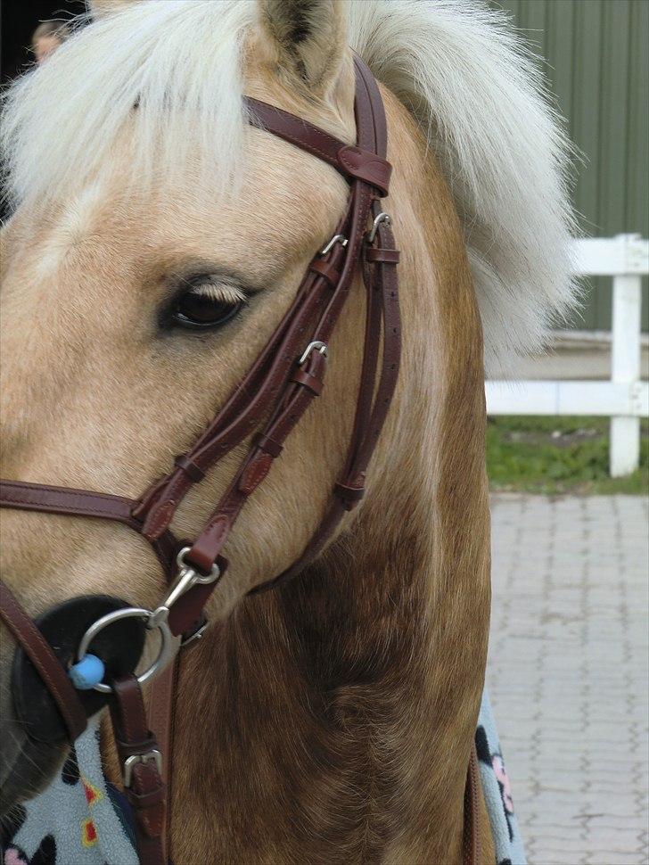 Tysk Sportspony Paloma 256 billede 18