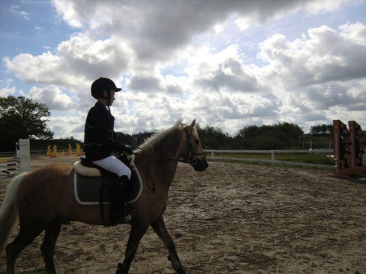 Tysk Sportspony Paloma 256 billede 21