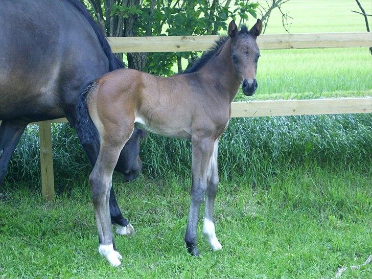 Dansk Varmblod Safran L - Prinsessen <3 billede 10