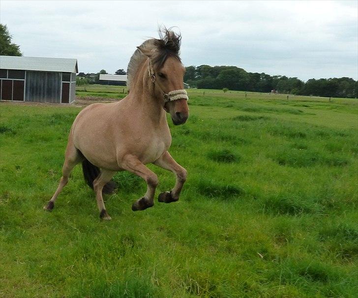 Anden særlig race Perle (Trænede/Red) - Stejlepony:-D Hun har noget der skal brændes af (-: billede 15