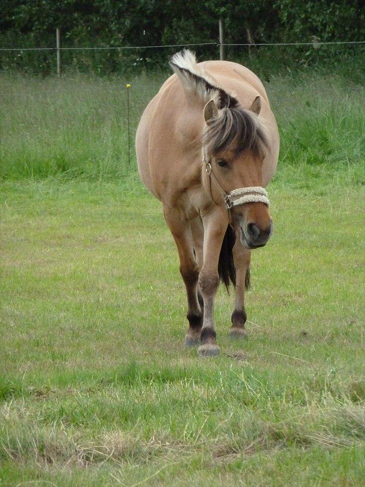 Anden særlig race Perle (Trænede/Red) - Smukke Perle på en lun sommerdag i Juni 2011(-: billede 5